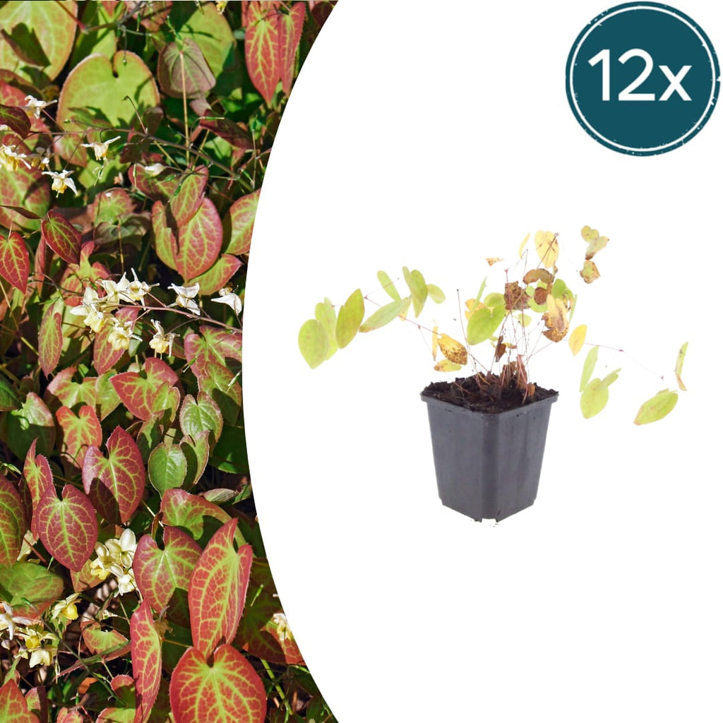 Elfenblume Epimedium × youngianum ‘Niveum’ – 10-25cm – Ø9cm – Weiße Schattenstaude – Winterharter Bodendecker für Garten & Gehölzrand