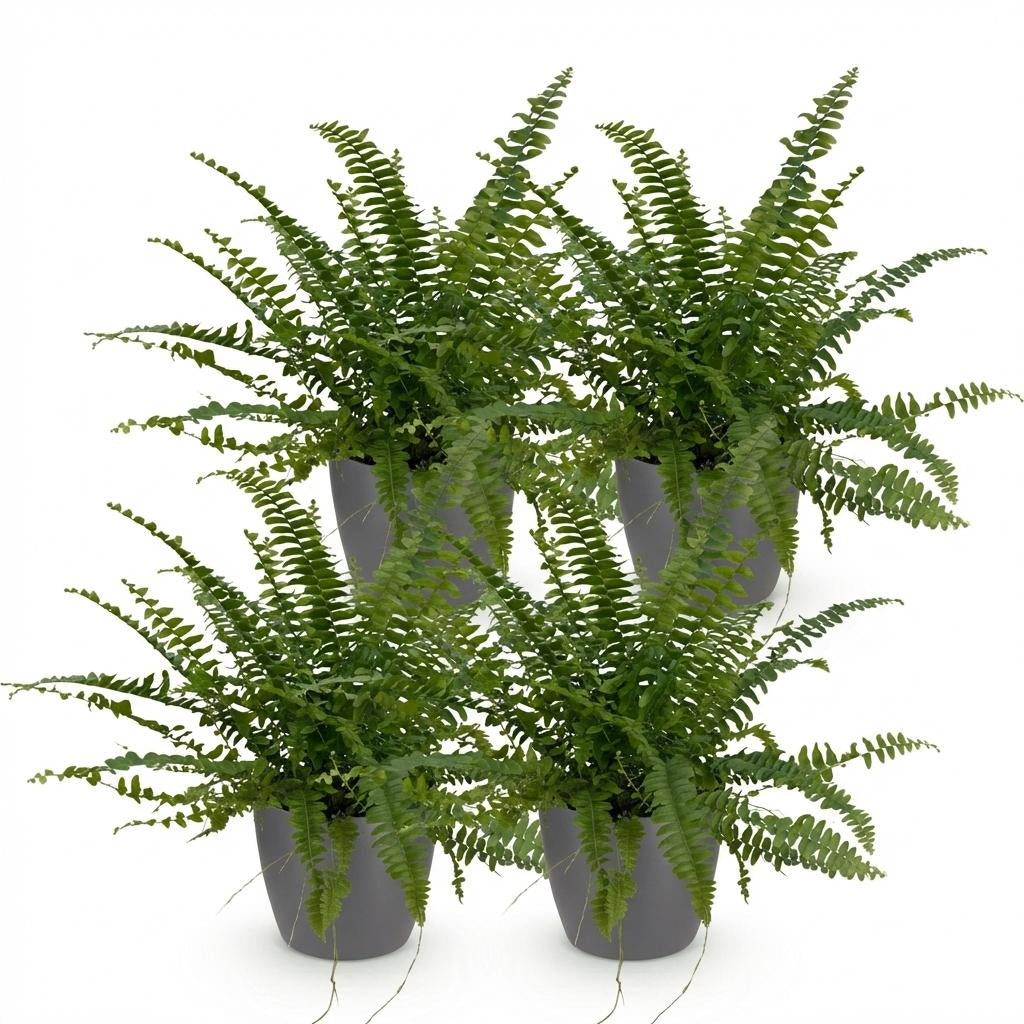 Nephrolepsis Exaltata Green Lady Farn – Zimmerpflanze im grauen Topf Ø12cm Höhe25cm – Haustierfreundliche Grünpflanze – Luftreinigend & Pflegeleicht