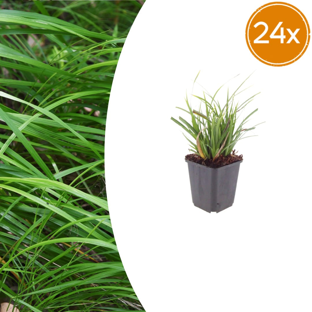 Japan – Segge Carex morrowii – Immergrünes Ziergras – 10-25cm – Ø9cm – Schattengeeignet für Beet & Bodendecker