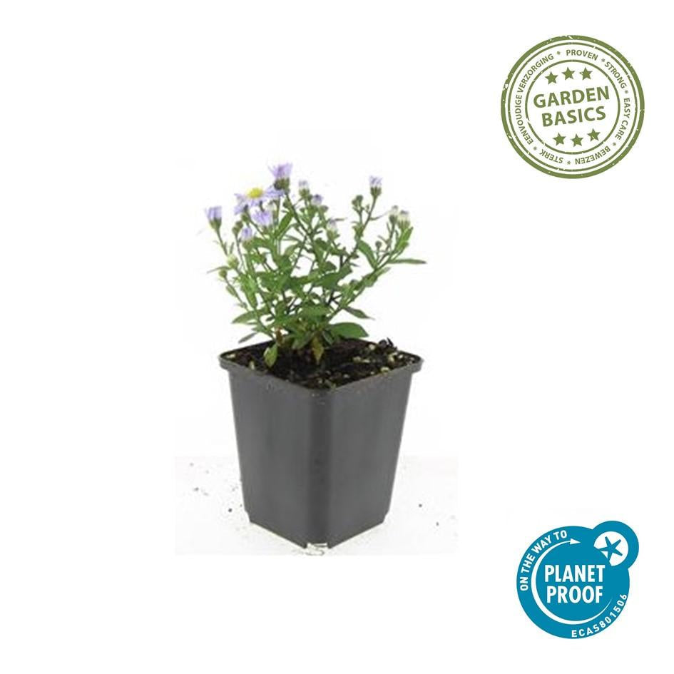 Kissen – Aster (D) 'Prof. Anton Kippenberg' – ↕10-25cm – Ø9cm – Lila Herbstblüte – Pflegeleicht – Beete & Töpfe – Plant