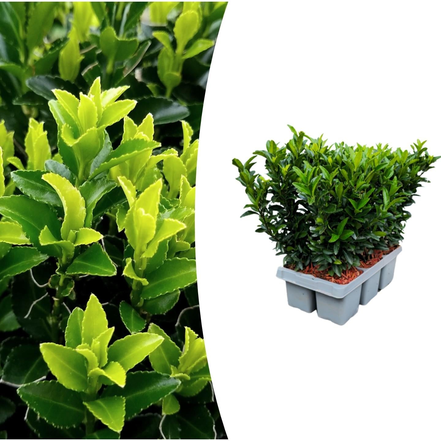 Japanischer Spindelstrauch Euonymus 'Green Spire' – Ø7cm – ↕15cm – Aufrechter, winterharter Zierstrauch für Garten, Terrasse & Hecke – Plant