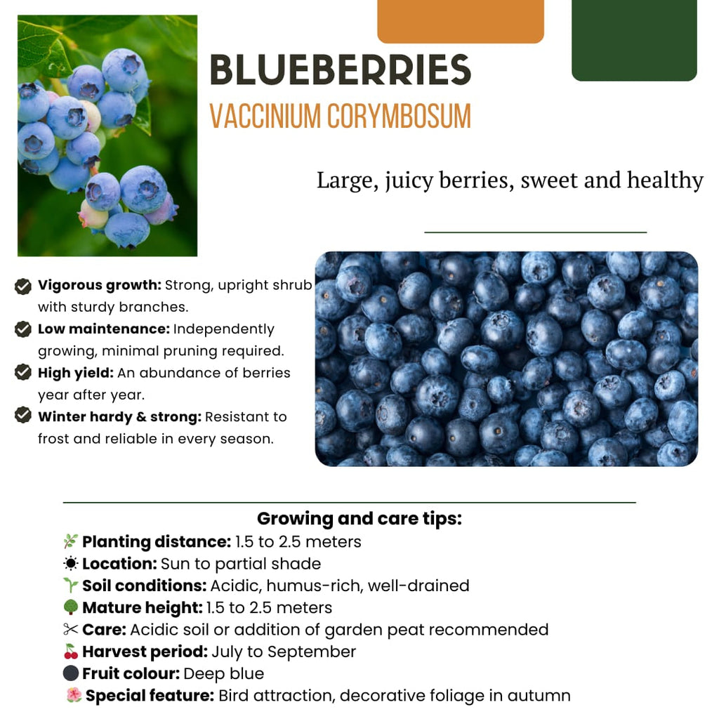 Vaccinium corymbosum – Bio – Heidelbeere – Ø13cm – ↕20cm – Für Garten, Balkon & Terrasse – Plant