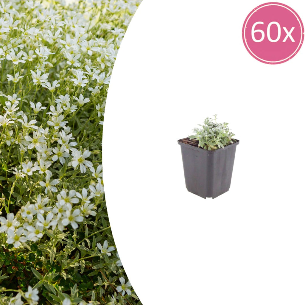 Filziges Hornkraut Cerastium tomentosum – 10-25cm – Ø9cm – Winterharte Bodendecker Staude mit weißen Blüten