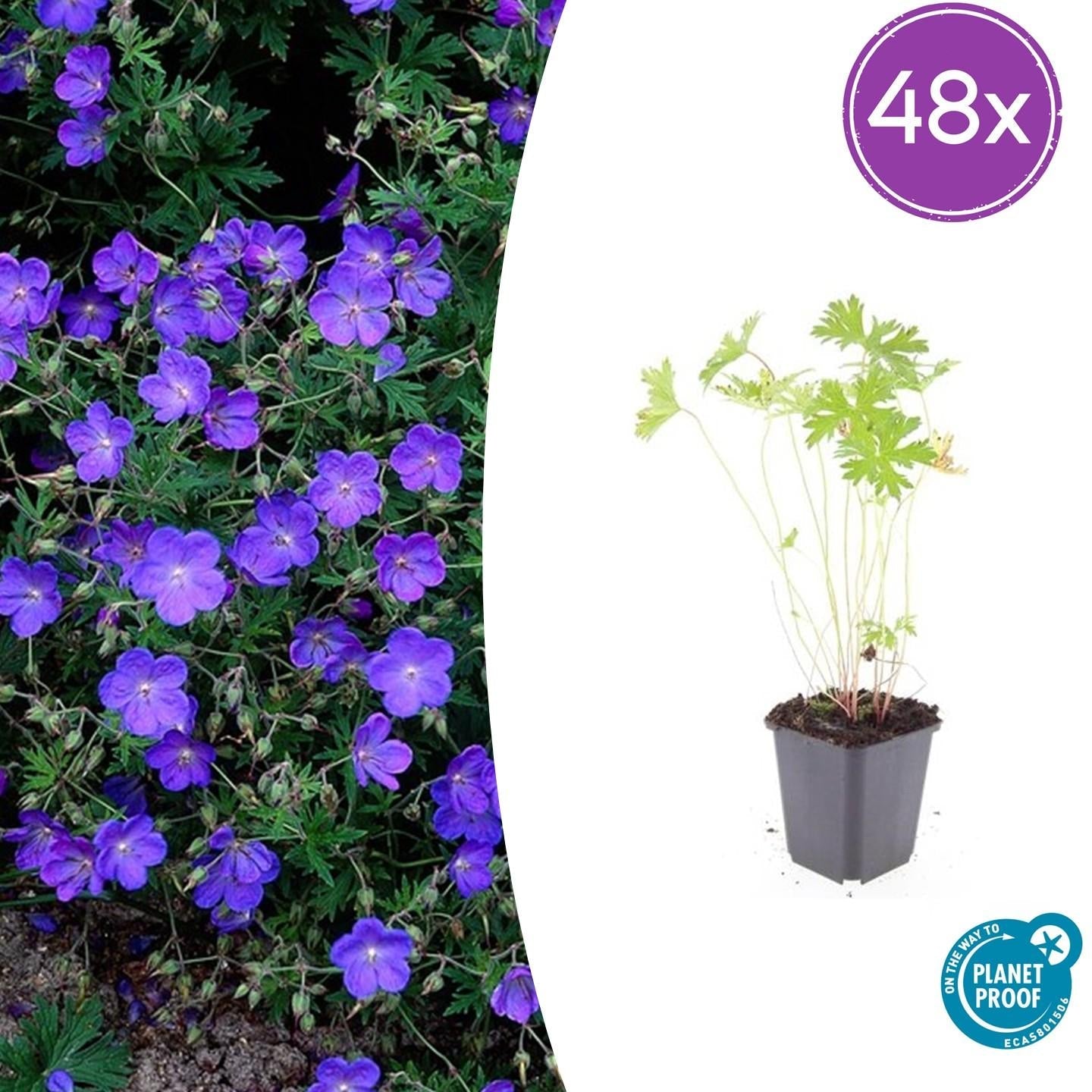 Storchschnabel Geranium 'Johnson's Blue' – ↕10-25cm – Ø9cm – Winterharte Staude & Bodendecker – Leuchtend blaue Blüten – Plant