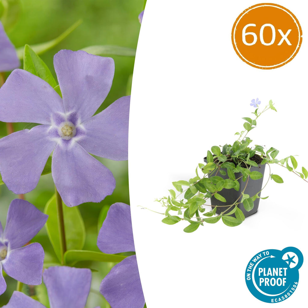 Kleines Garten Immergrün Vinca minor 'La Grave' – ↕10-25cm – Ø9cm – Plant