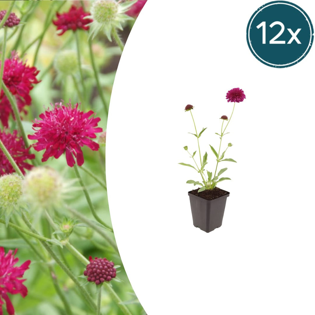 Knautia macedonica – Ø9cm – Höhe 10-25cm – Winterharte Staude – Tiefrote Blütendolden – Bienen