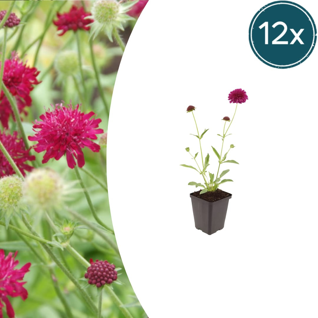 Knautia macedonica – Ø9cm – Höhe 10-25cm – Winterharte Staude – Tiefrote Blütendolden – Bienen