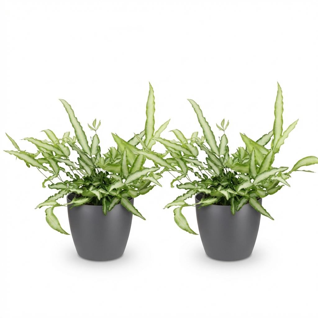 Pteris Cretica Albolineata Schwertfarn Zimmerpflanze mit grauem Topf Ø12cm Höhe 20cm Haustierfreundliche Grünpflanze pflegeleicht für Zimmer & Büro