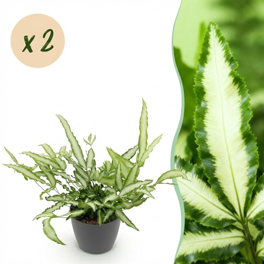 Pteris Cretica Albolineata Schwertfarn Zimmerpflanze mit grauem Topf Ø12cm Höhe 20cm Haustierfreundliche Grünpflanze pflegeleicht für Zimmer & Büro