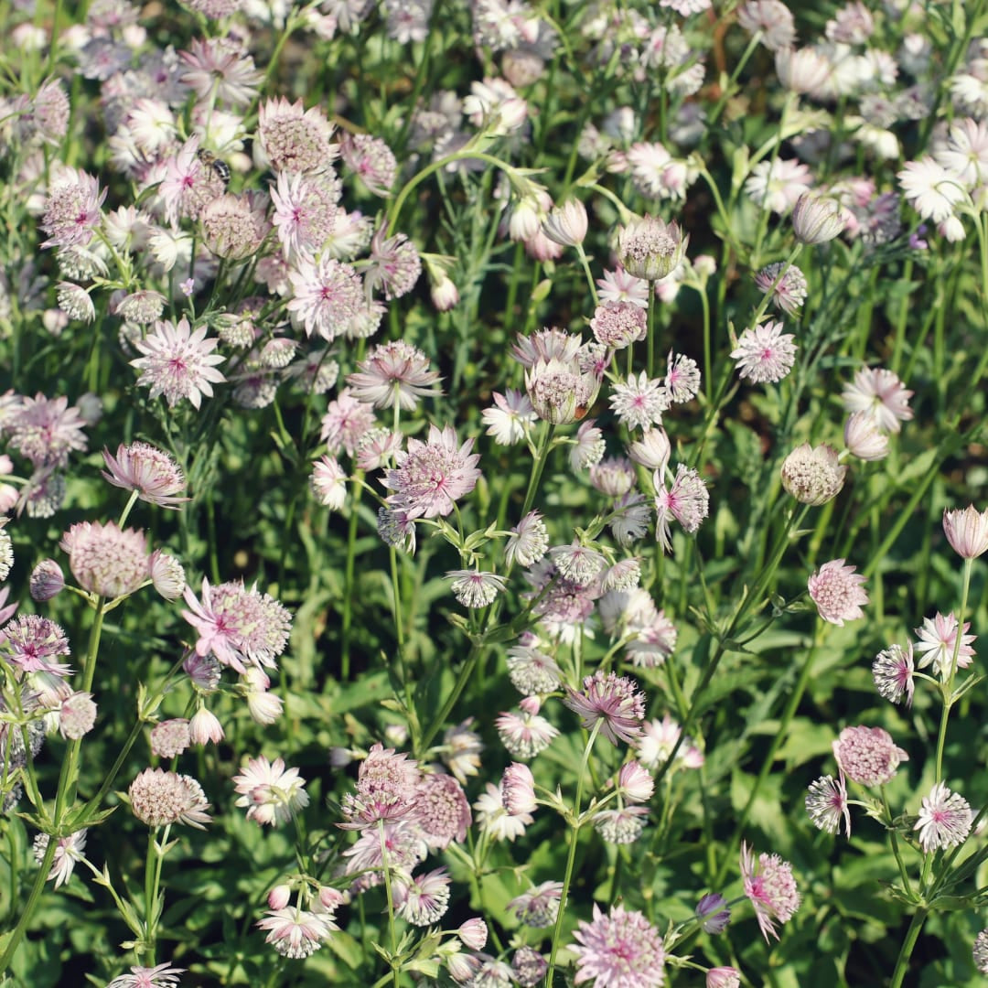 Sterndolde Astrantia major – 10-25cm – Ø9cm – Langblühende Staude für Sonne & Halbschatten – Garten