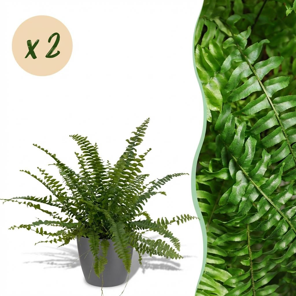 Nephrolepsis Exaltata Green Lady Farn – Zimmerpflanze im grauen Topf Ø12cm Höhe25cm – Haustierfreundliche Grünpflanze – Luftreinigend & Pflegeleicht