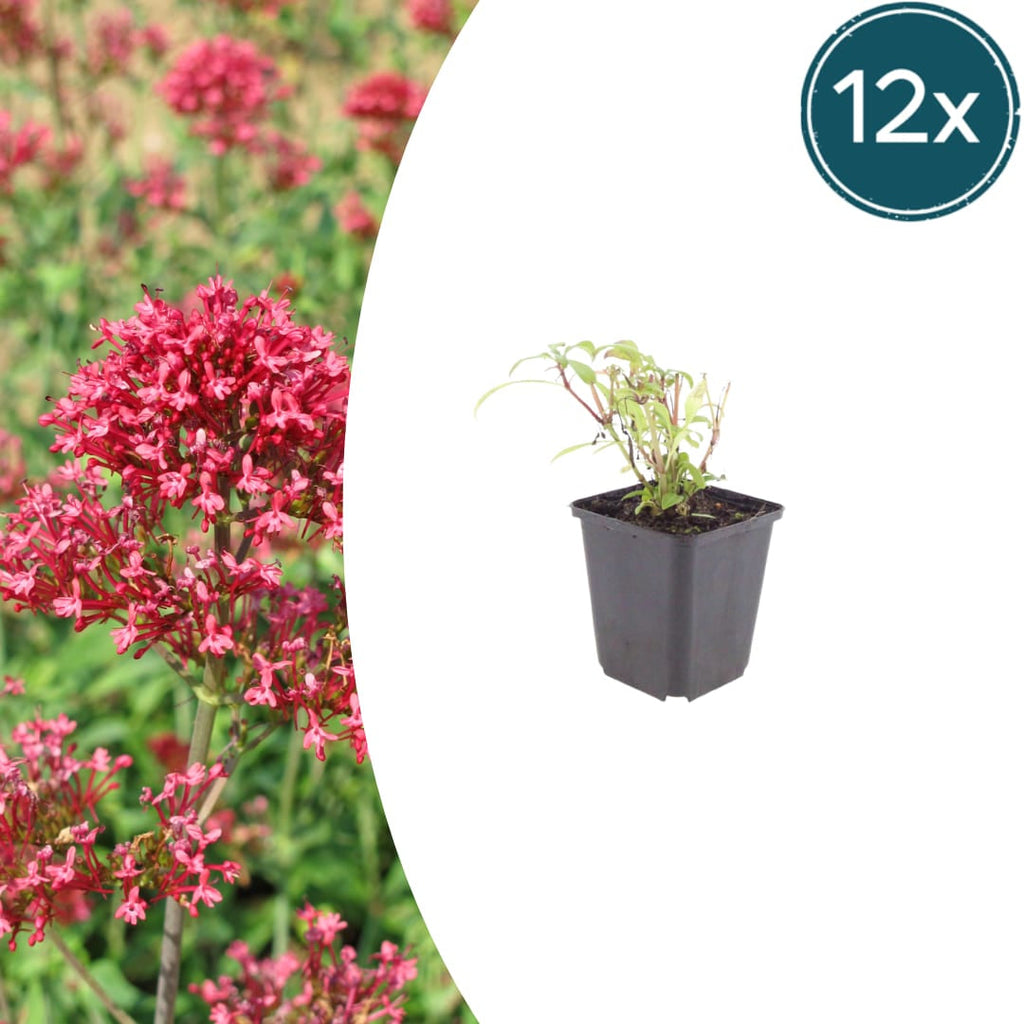 Centranthus ruber Coccineus – Rote Spornblume – 10-25cm – Ø9cm – Winterharte Staude für sonnige Standorte