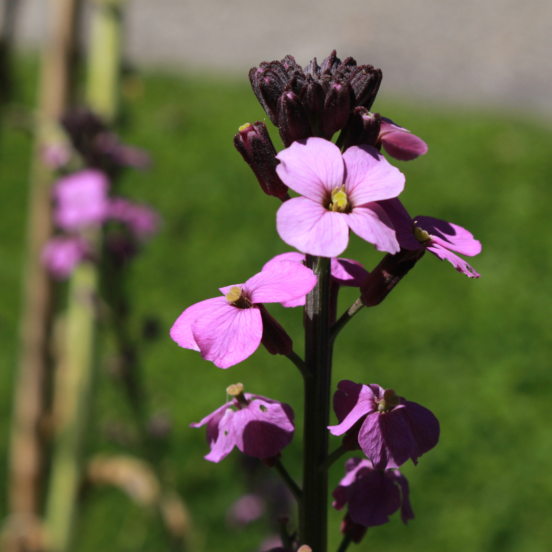 Erysimum Bowles Mauve – Goldlack Staude – 10-25cm – Ø9cm – Langblühende Gartenpflanze für Sonne – Bienenfreundliche Blühstaude für Beet & Kübel