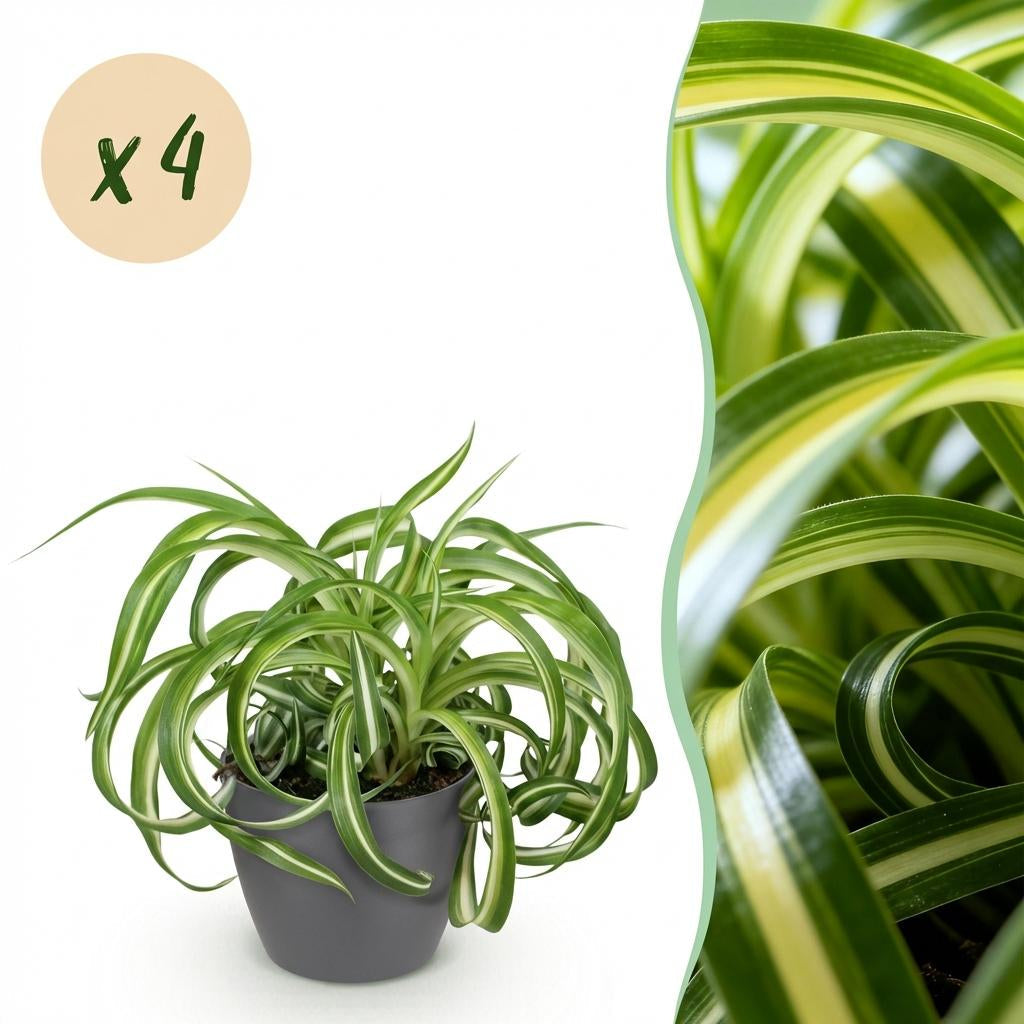 Chlorophytum Comosum Bonnie Lockige Graslilie – Zimmerpflanzen im grauen Topf Ø12cm Höhe20cm – Haustierfreundliche Grünpflanze