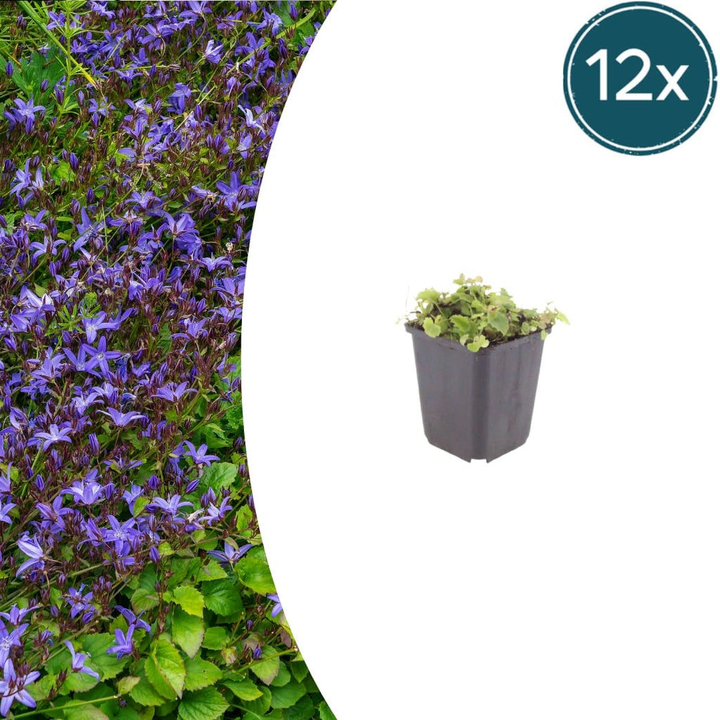 Campanula poscharskyana – Polster – Glockenblume – 10-25cm – Ø9cm – Winterharte Bodendecker Staude – Blühpflanze für Mauer, Beet & Balkon