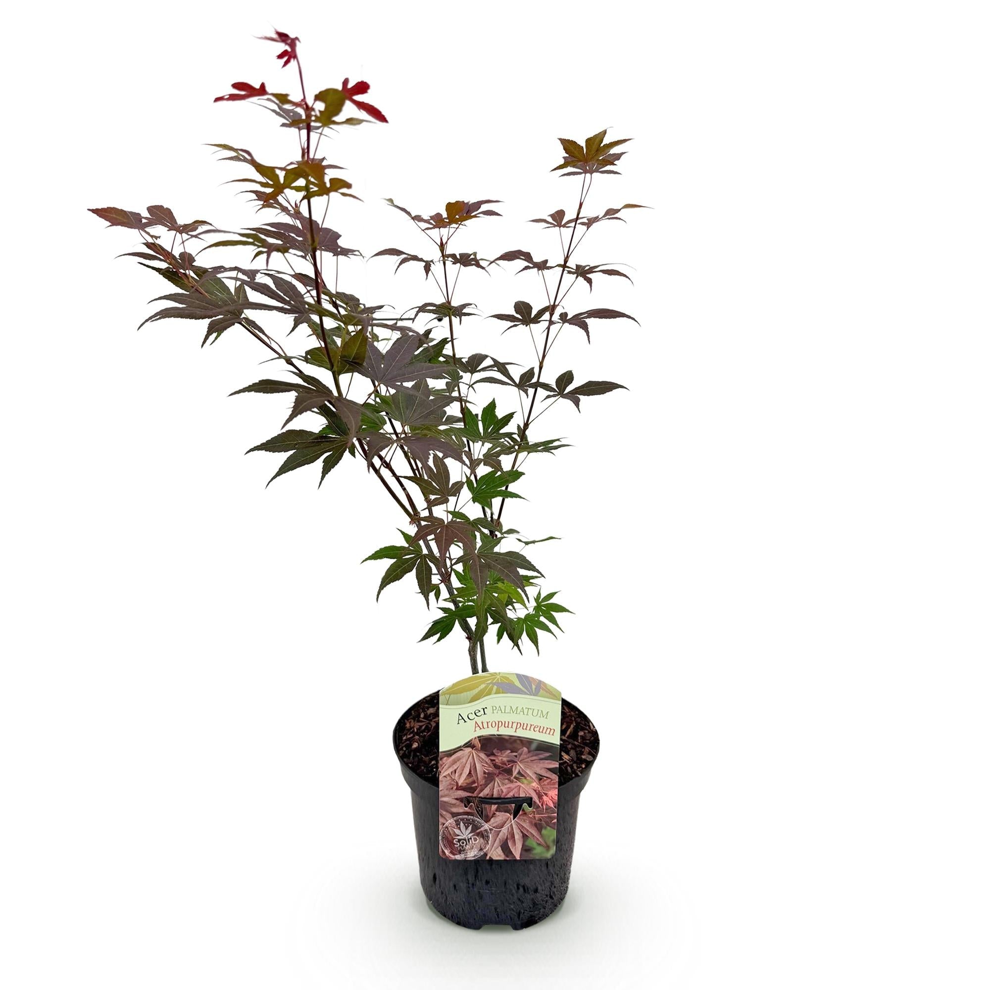 Japanischer Ahorn Acer palmatum Atropurpureum – Lila Balkonpflanze – Ø19cm – Höhe ca. 70cm – Kompakter Zierahorn mit tiefviolettem Laub – Plant