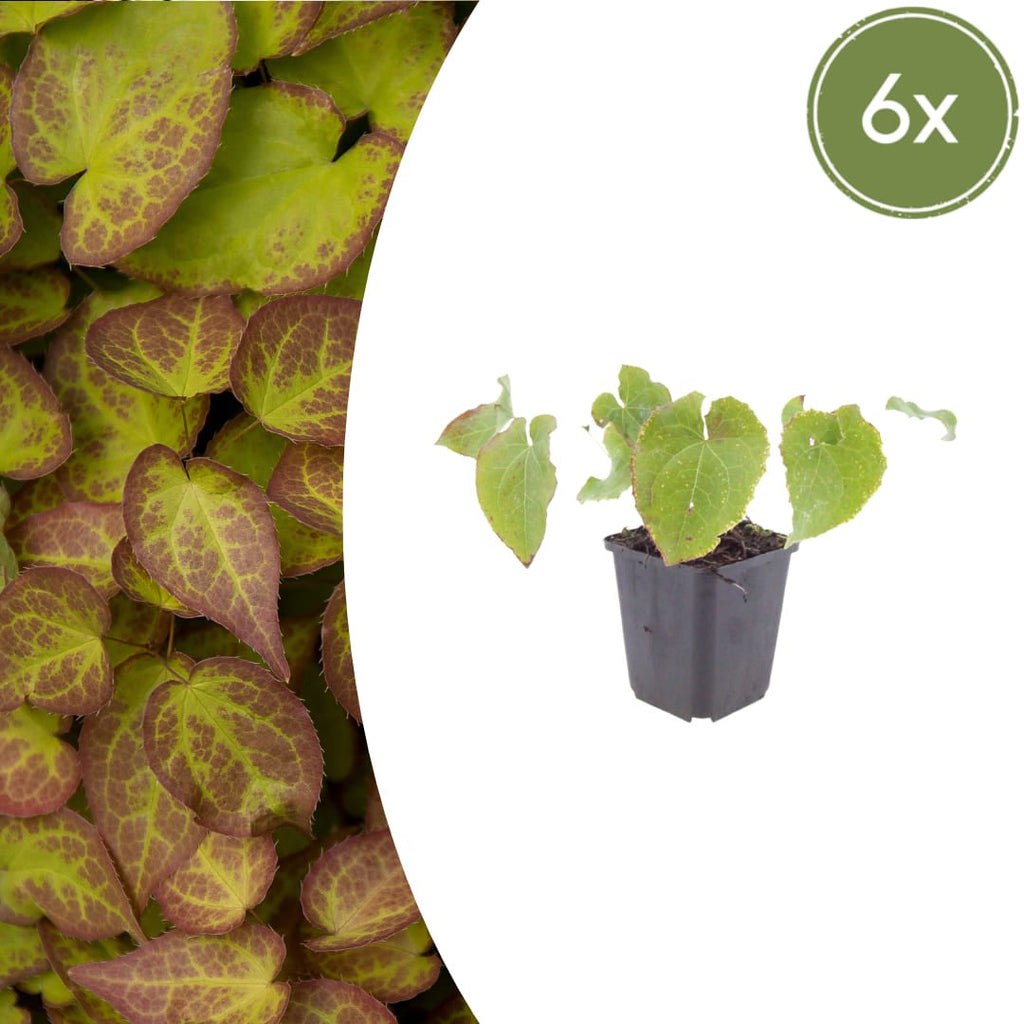 Elfenblume Epimedium perralchicum Frohnleiten – Wintergrüne Staude für Schatten & Halbschatten – Bodendecker für Garten & Beet – 10-25cm – Ø9cm – Pflegeleicht