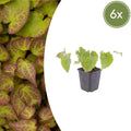 Elfenblume Epimedium perralchicum Frohnleiten – Wintergrüne Staude für Schatten & Halbschatten – Bodendecker für Garten & Beet – 10-25cm – Ø9cm – Pflegeleicht