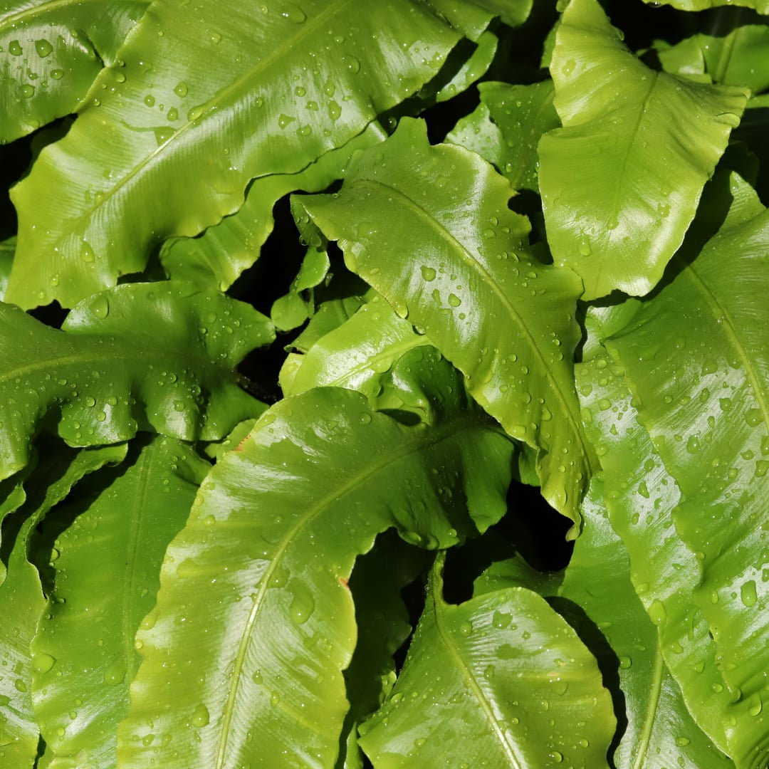 Hirschzungenfarn Asplenium scolopendrium – Immergrüner Farn für Schatten & Halbschatten – Strukturpflanze für Garten & Beet – 10-25cm – Ø9cm – Winterhart
