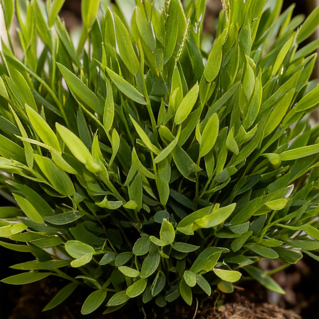 Bambus Pogonatherum Monica Zimmerpflanze mit weißem Topf Ø12cm Höhe 20cm Haustierfreundliche Grünpflanze pflegeleicht für Wohnzimmer Büro Schlafzimmer