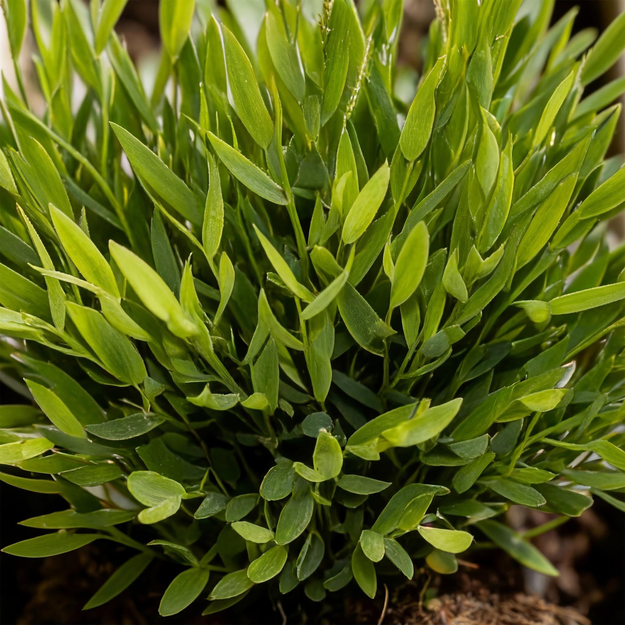 Bambus Pogonatherum Monica Zimmerpflanze mit weißem Topf Ø12cm Höhe 20cm Haustierfreundliche Grünpflanze pflegeleicht für Wohnzimmer Büro Schlafzimmer