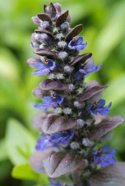 Großblättriger Günsel – Ajuga reptans 'Catlin's Giant' – mit großen Blättern & blauen Blüten – Winterhart & pflegeleicht – Plant