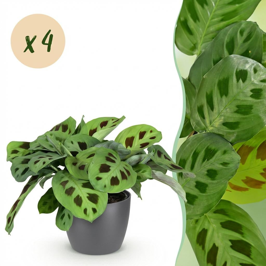 Maranta Fascinator Kerchoveana Zebrapflanze – Zimmerpflanze im grauen Topf Ø12cm Höhe25cm – Haustierfreundliche Grünpflanze – Pflegeleicht