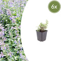 Nepeta faassenii Katzenminze – Ø9cm – Höhe 10-25cm – Lavendelblaue Blüten – Winterharte Staude – Für Beet, Rabatte & Bienenweide