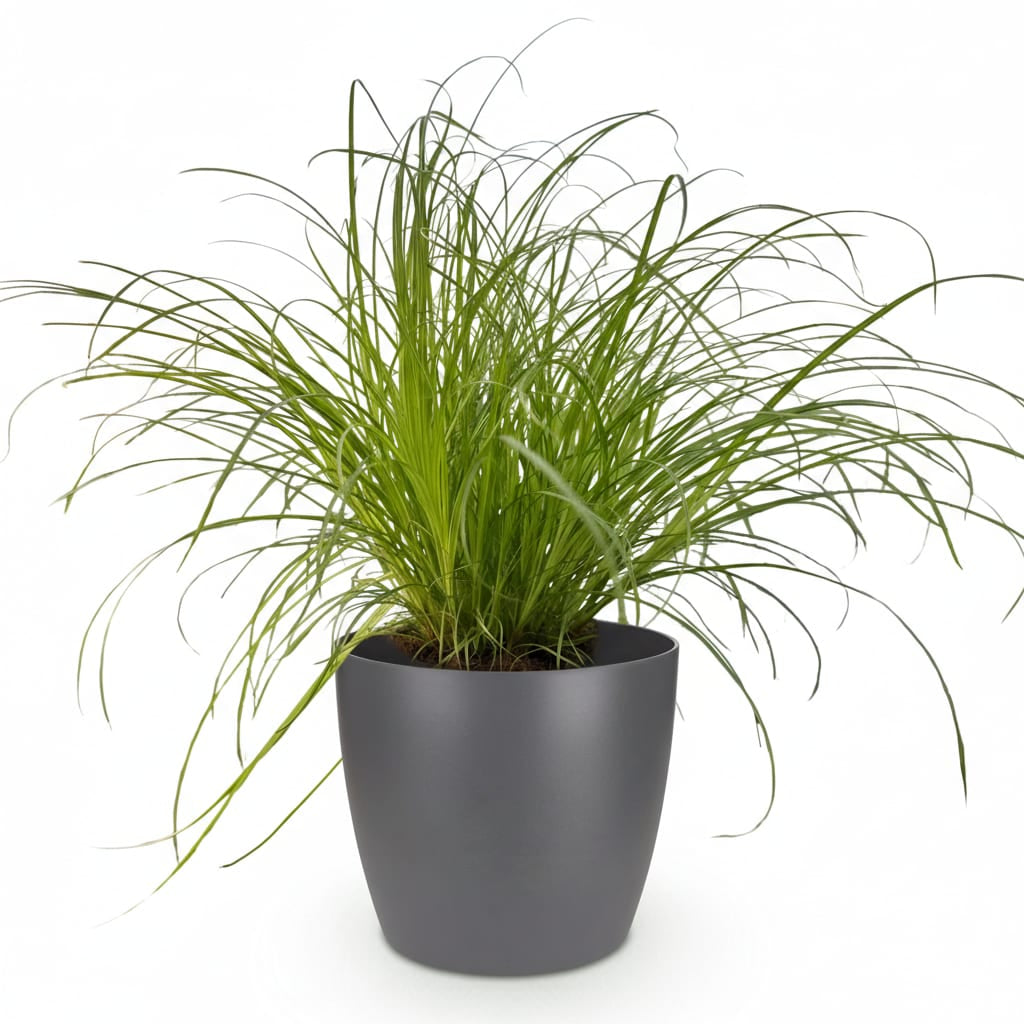 Cyperus Alternifolius Zumula Katzengras – Zimmerpflanze im grauen Topf Ø12cm Höhe20cm – Haustierfreundliche Grünpflanze – Pflegeleicht