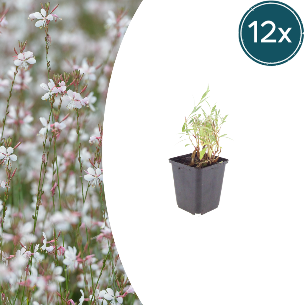 Gaura lindheimeri Prachtkerze – Ø9cm – Höhe 10-25cm – Weiße Rosa Blüten – Sommerblühende Staude – Für Beet, Präriegarten & Kübel