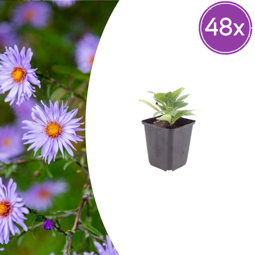 Aster frikartii Mönch – Sommeraster – 10-25cm – Ø9cm – Langblühende Staude für sonnige Beete – Bienenfreundliche Gartenpflanze