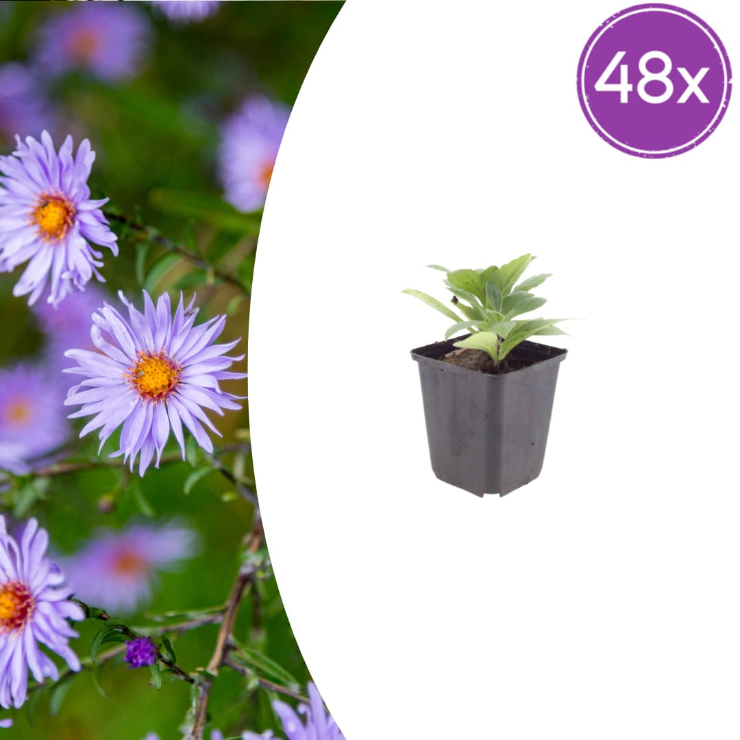 Aster frikartii Mönch – Sommeraster – 10-25cm – Ø9cm – Langblühende Staude für sonnige Beete – Bienenfreundliche Gartenpflanze
