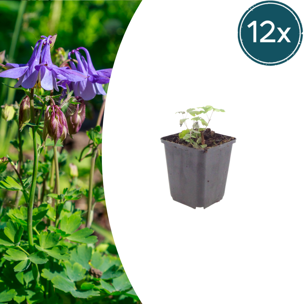 Akelei Aquilegia vulgaris – Blühende Staude für Sonne & Halbschatten – Insektenfreundlich für Beet & Naturgarten – 10-25cm – Ø9cm – Winterhart