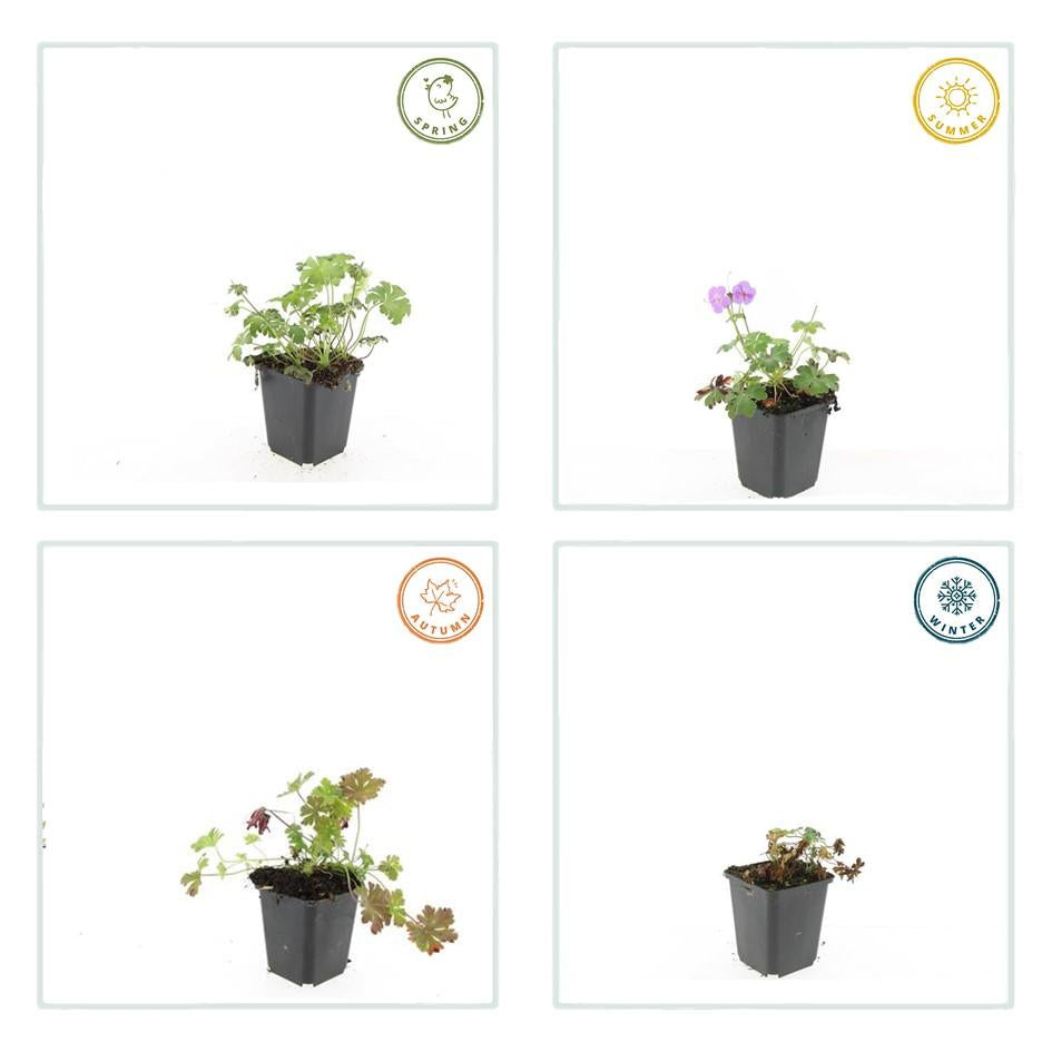 Storchschnabel Geranium cantabrigiense 'Cambridge' – ↕10-25cm – Ø9cm – Pflegeleicht – Plant