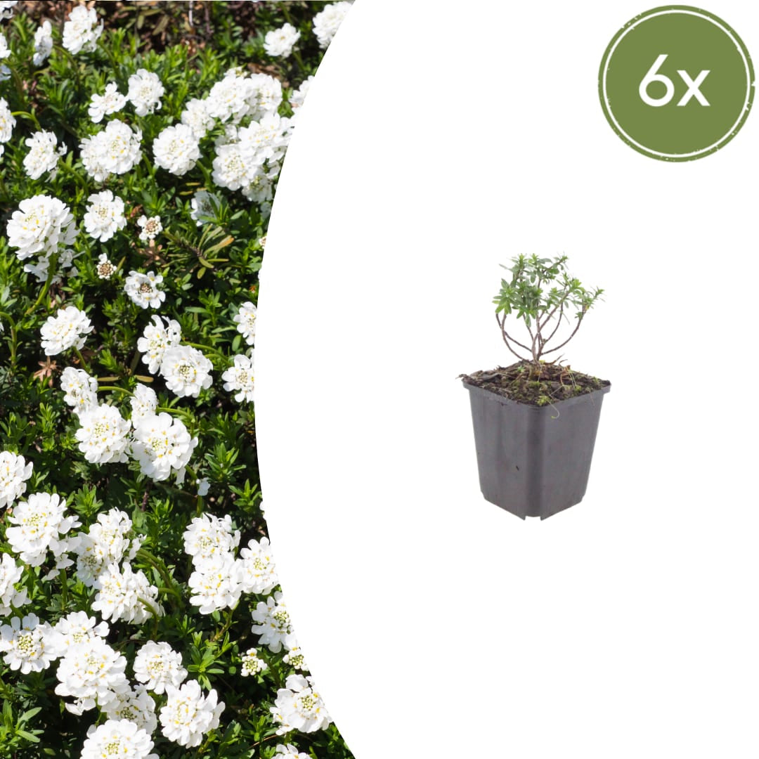 Iberis sempervirens Schneeflocke – Ø9cm – Höhe 10-25cm – Winterharte Bodendecker Staude – Weiße Frühlingsblüte – Immergrün für Beet & Steingarten