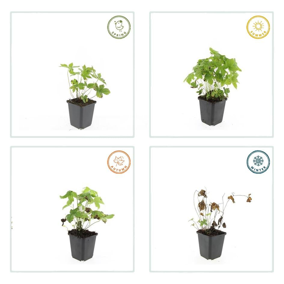 Knotiger Storchschnabel Geranium nodosum – ↕10-25cm – Ø9cm – Winterharte Staude & Bodendecker – Tiefpurpurne Blüten – Plant