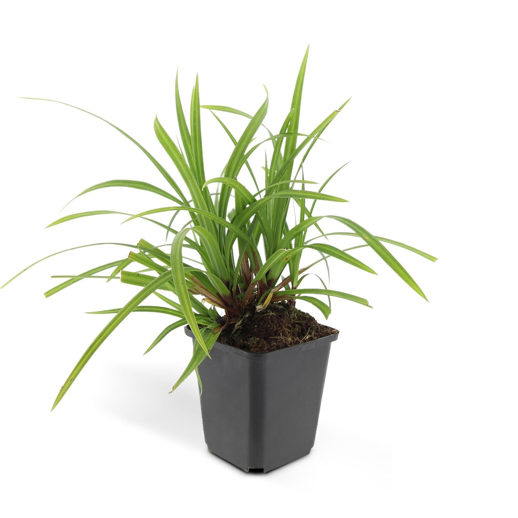 Grünblättrige Segge Carex morrowii 'Irish Green' – ↕10-25cm – Ø9cm – Immergrün – Pflegeleicht – Schattentauglich – Plant