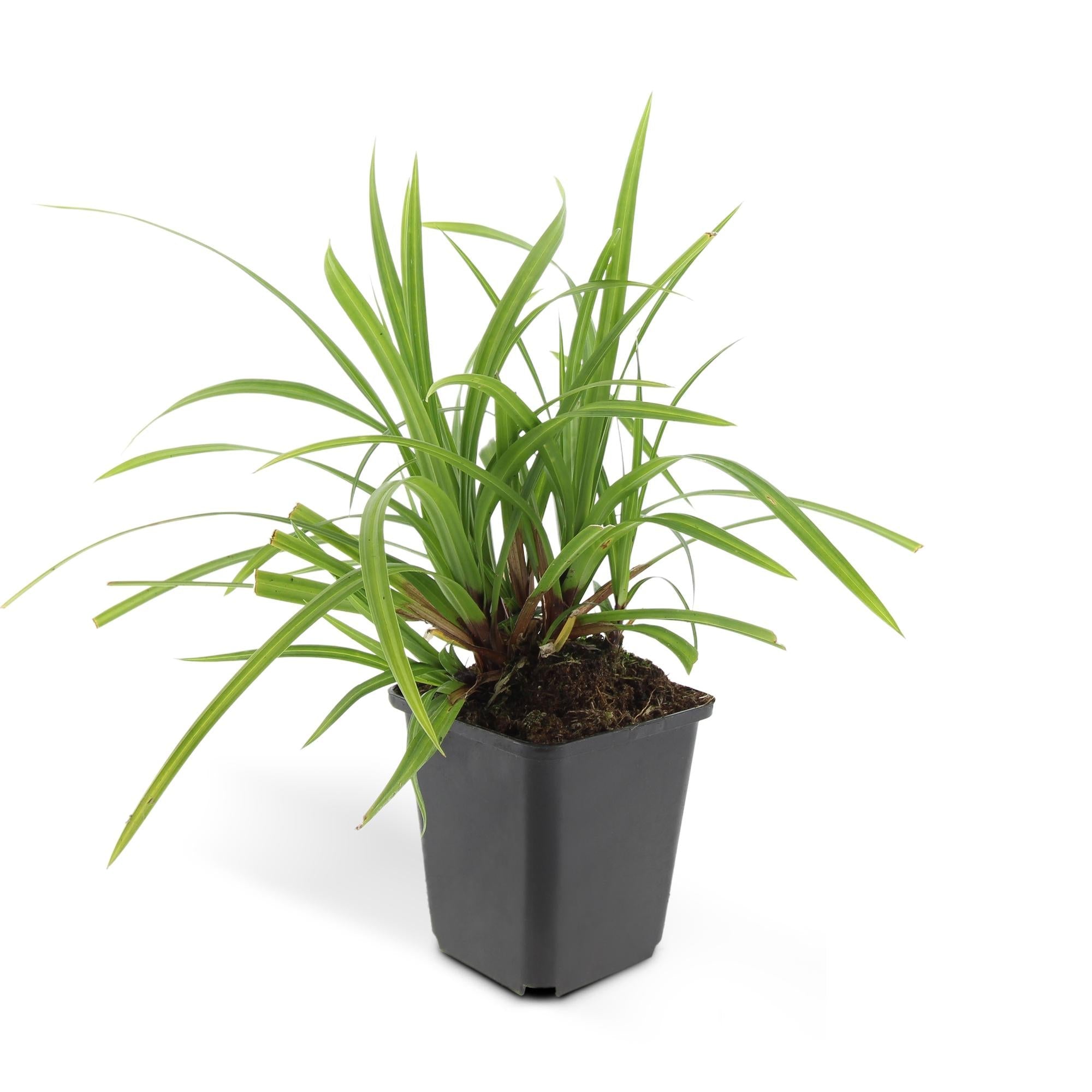 Grünblättrige Segge Carex morrowii 'Irish Green' – ↕10-25cm – Ø9cm – Immergrün – Pflegeleicht – Schattentauglich – Plant