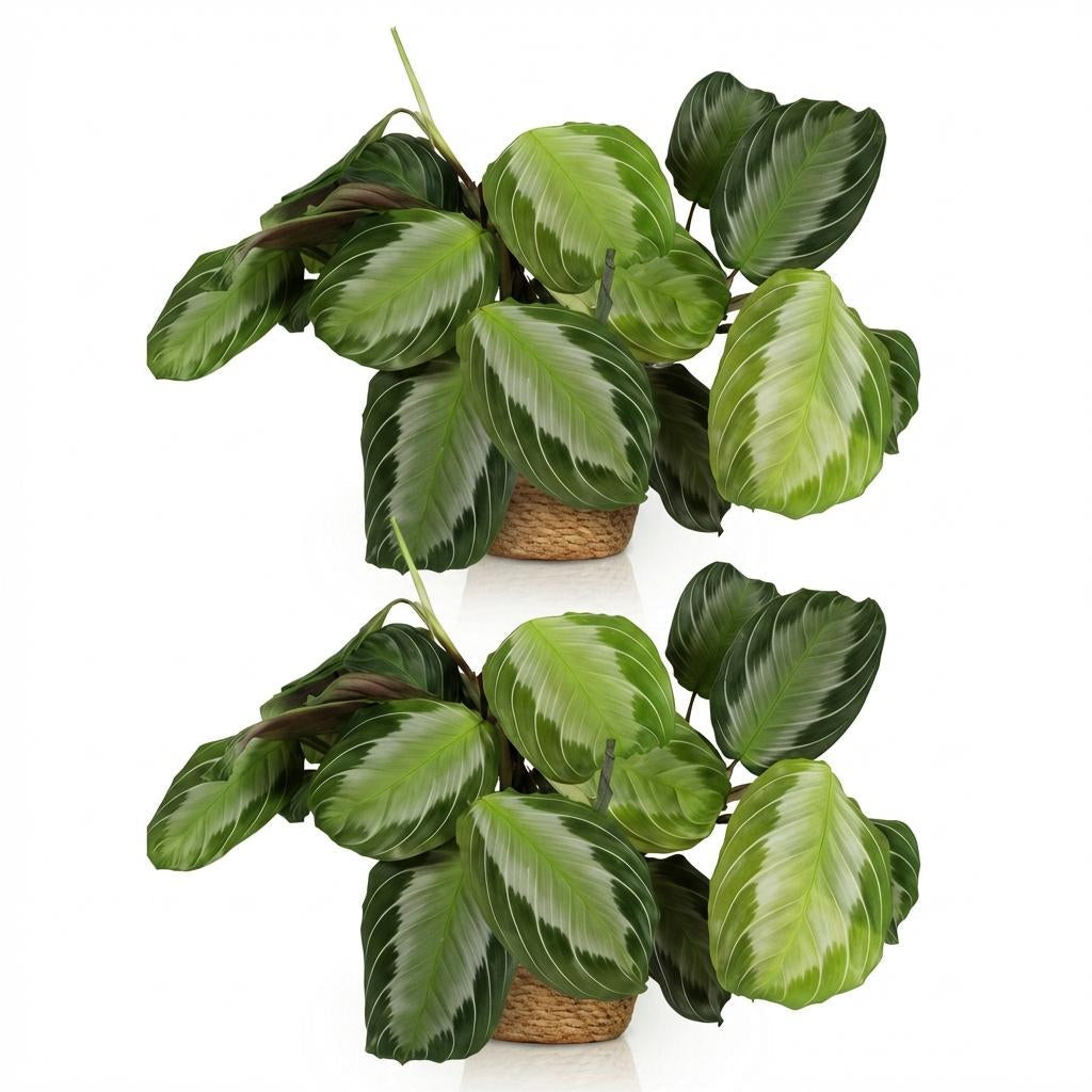 Maranta Fascinator Silverband Gebetspflanze Zimmerpflanze inkl. Naturkorb