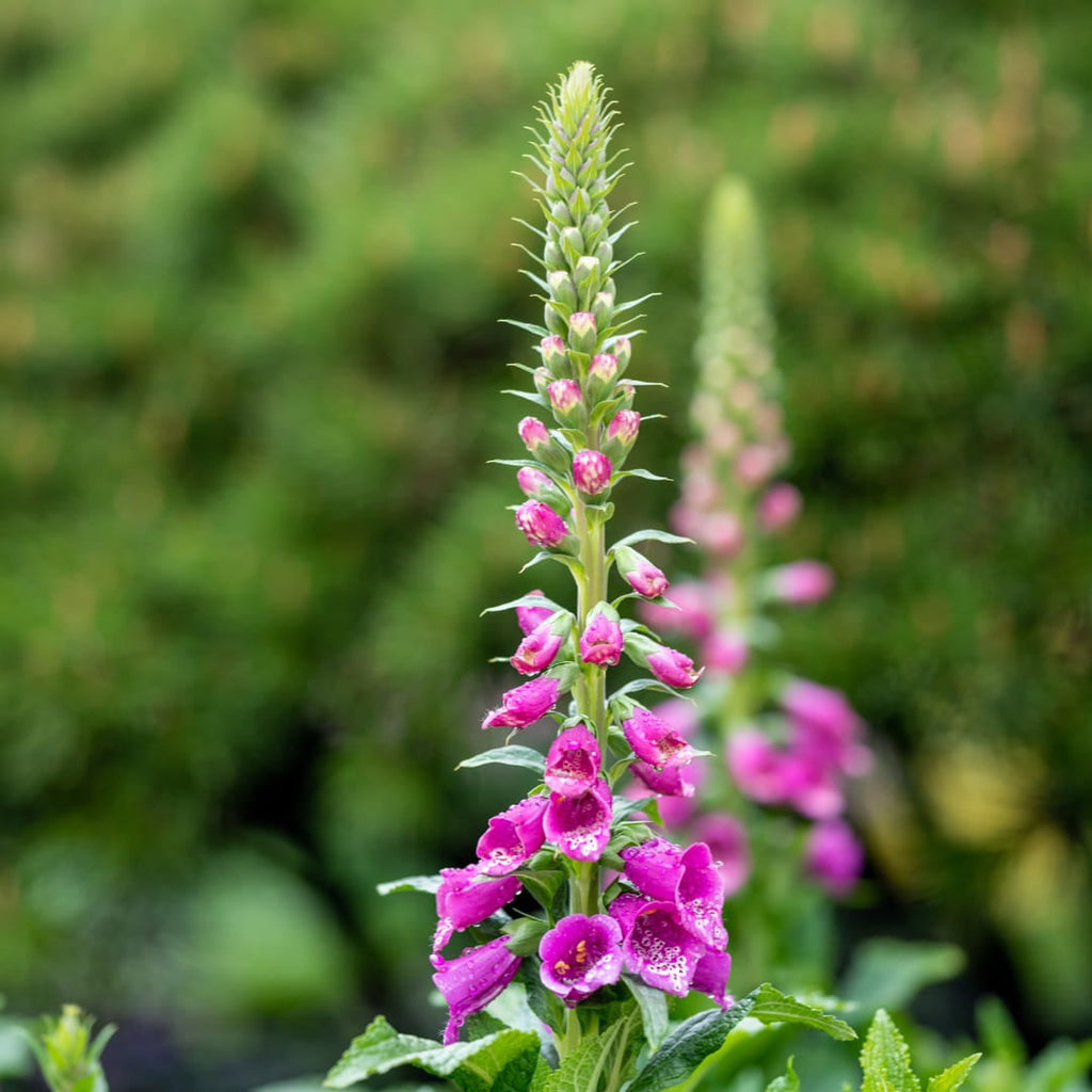 Roter Fingerhut Digitalis purpurea – 10-25cm – Ø9cm – Hohe Blütenstaude für Garten & Cottage – Beet – Bienenfreundliche Sommerblume