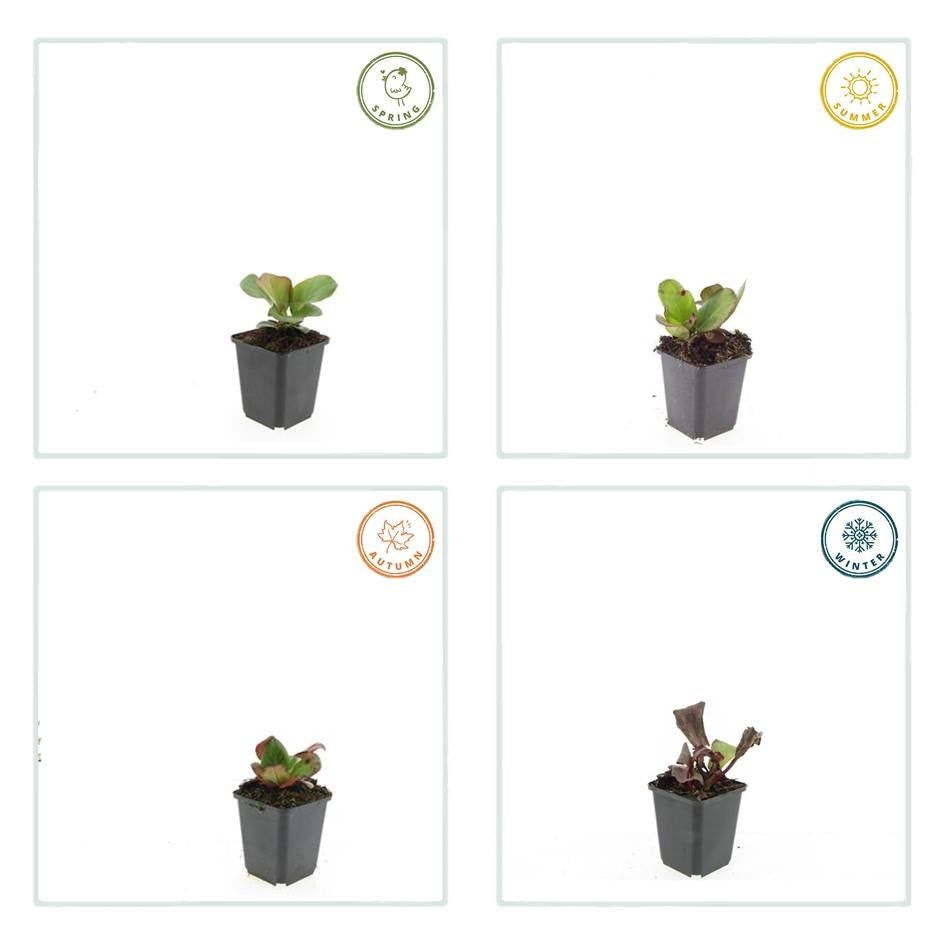 Bergenie – Bergenia cordifolia 'Herbstblüte' – ↕10-25cm – Ø9cm – immergrün & winterhart – Plant