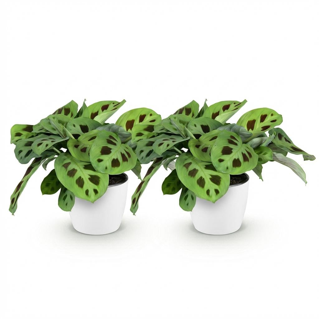 Maranta Fascinator Kerchoveana Zebrapflanze Pflanze mit weißem Topf Ø12cm Höhe 25cm Haustierfreundliche pflegeleichte Grünpflanze für Zimmer & Büro