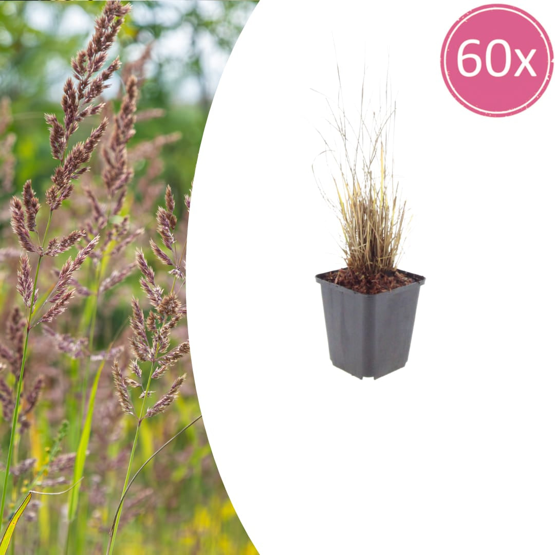 Calamagrostis brachytricha – Diamantgras – 10-25cm – Ø9cm – Ziergras mit rosafarbenen Blütenrispen