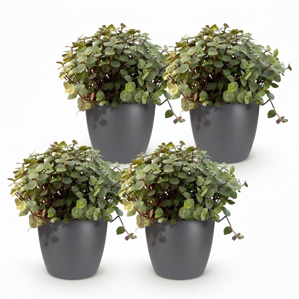 Calissia Repens Zimmerpflanze mit grauem Topf Ø12cm Höhe 17-20cm Haustierfreundliche Grünpflanze pflegeleicht für Wohnzimmer Büro Schlafzimmer