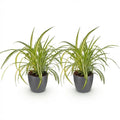 Chlorophytum comosum Variegatum Pflanzen Mit Grauem Topf Ø12cm Höhe ca.20cm Bunte Graslilie Haustierfreundlich Luftreinigend Für Zimmer
