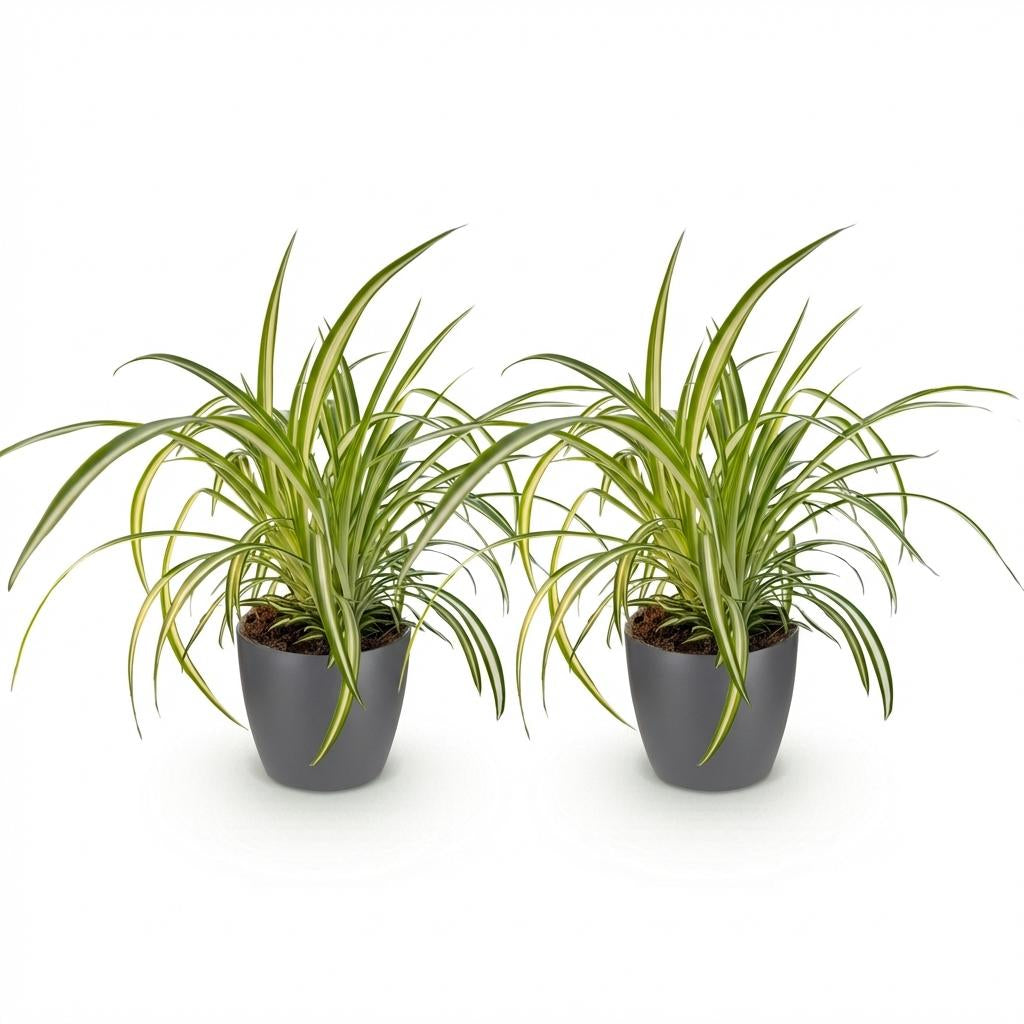 Chlorophytum comosum Variegatum Pflanzen Mit Grauem Topf Ø12cm Höhe ca.20cm Bunte Graslilie Haustierfreundlich Luftreinigend Für Zimmer
