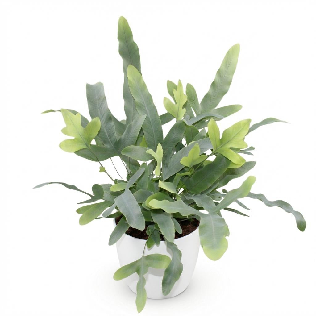 Phlebodium aureum Blue Star Pflanze Mit Weißem Topf Ø12cm Höhe ca.25cm Blauer Farn Haustierfreundlich Pflegeleicht Für Zimmer Büro & Schlafzimmer