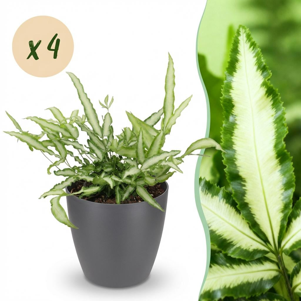 Pteris Cretica Albolineata Schwertfarn Zimmerpflanze mit grauem Topf Ø12cm Höhe 20cm Haustierfreundliche Grünpflanze pflegeleicht für Zimmer & Büro