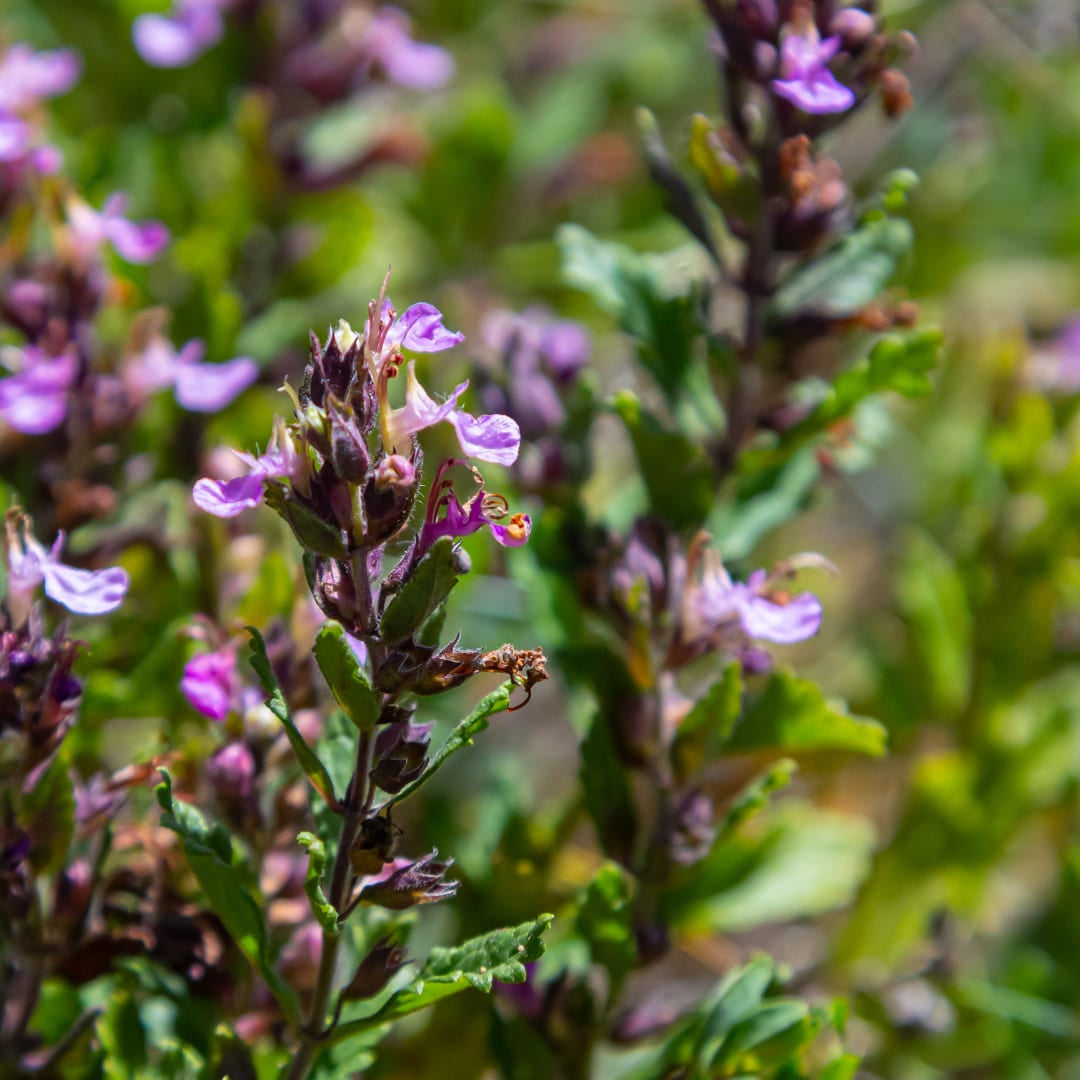 Teucrium lucidrys – Ø9cm – Höhe 10-25cm – Immergrüner Halbstrauch – Schnittverträglich – Für Hecke, Steingarten & moderne Gartenanlagen