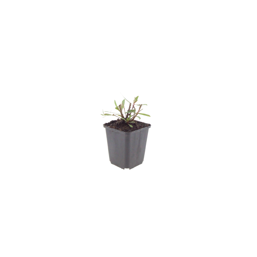 Gaura lindheimeri Whirling Butterflies – Ø9cm – Höhe 10-25cm – Prachtkerze – Reinweiße Blüten – Für Beet, Präriegarten & Kübel